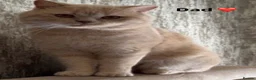 British Shorthair cats for sale: British Shorthair Kitten - Advert 27