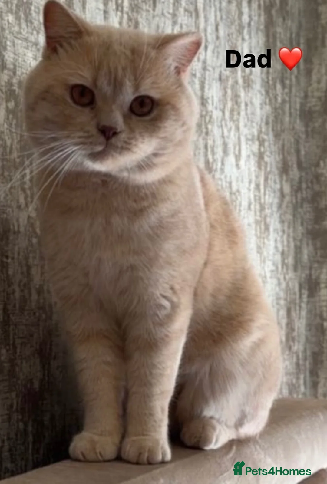 British Shorthair cats for sale: British Shorthair Kitten - Advert 27