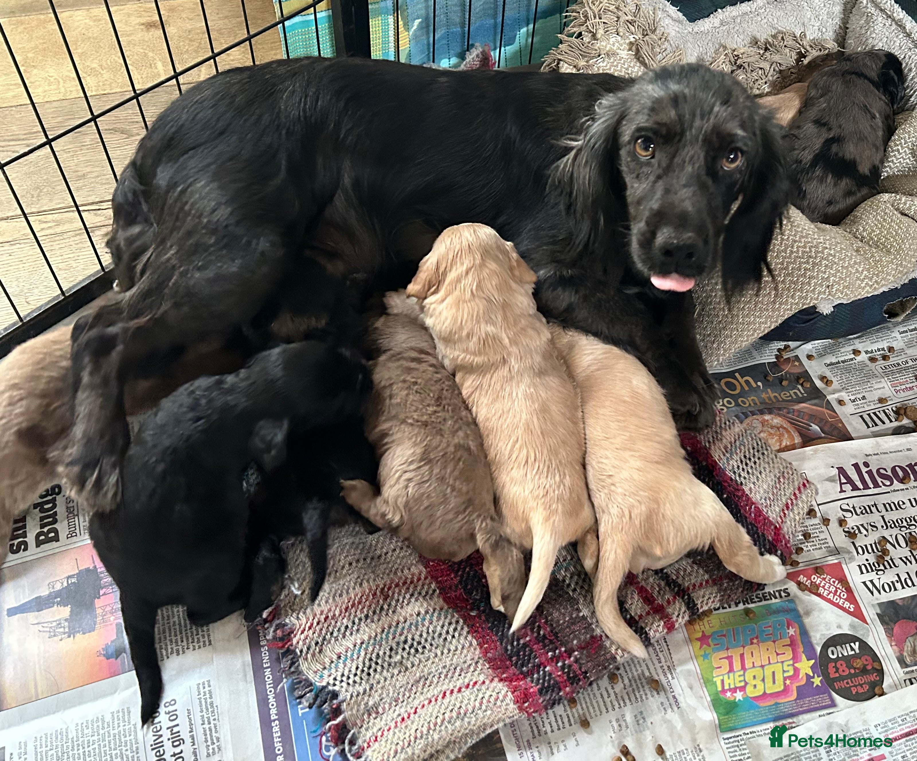 Cocker Spaniel dogs for sale: STUNNING WORKING COCKER SPANIEL PUPS - Advert 1
