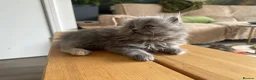 Persian cats for sale: 6th Generation pedigree Persian Kittens  - Advert 11