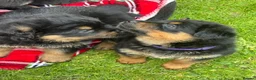 Mixed Breed dogs for sale: Gorgeous Rottweiler x German Shepherd Puppies in Sandbach - Advert 10