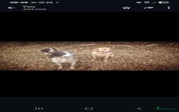 English Springer Spaniel dogs for sale: 2 male english springer pups - Image 9