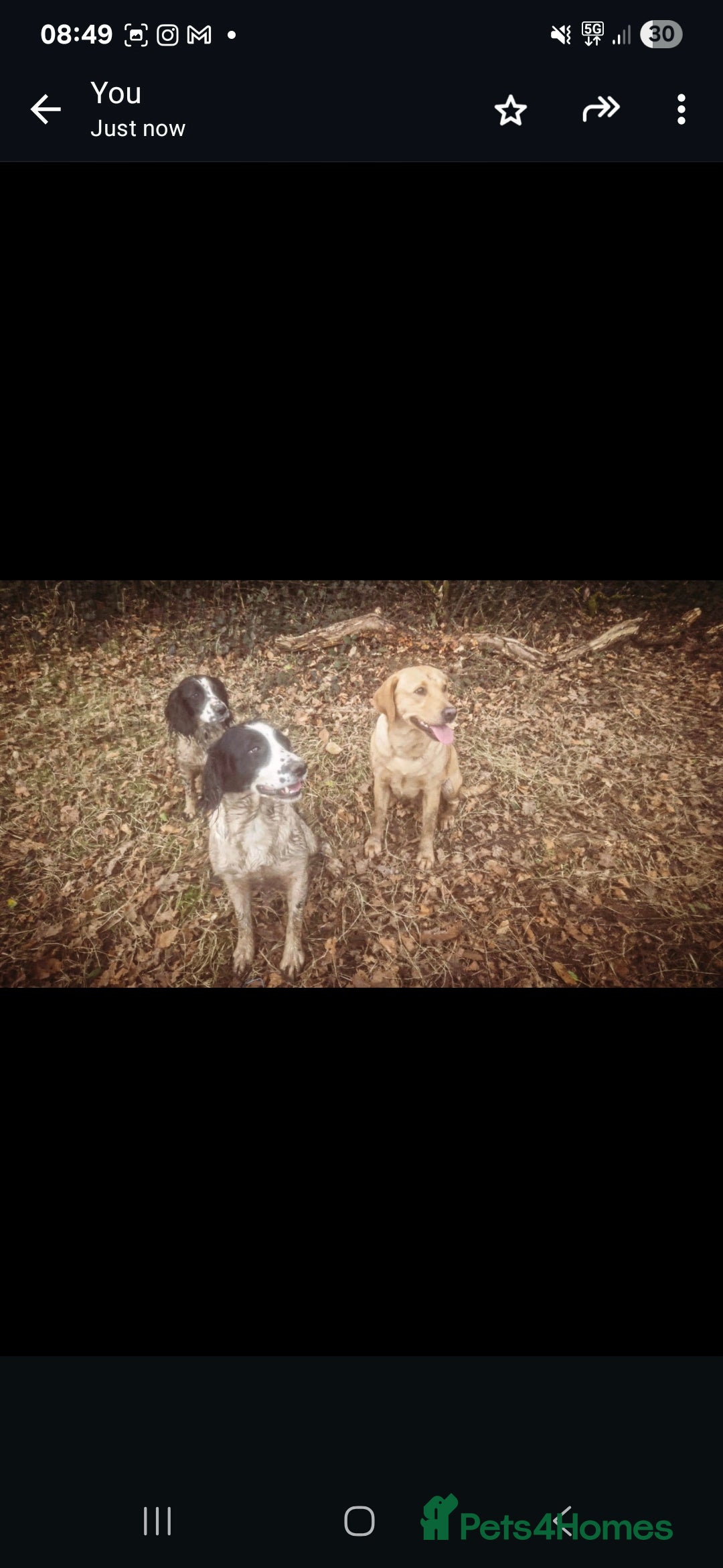 English Springer Spaniel dogs for sale: 2 male english springer pups - Image 9