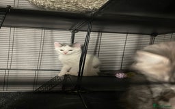 British Shorthair cats for sale: Kitten for sale - Image 4