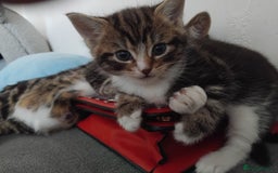 Mixed Breed cats for sale: Tabby boy - Image 2