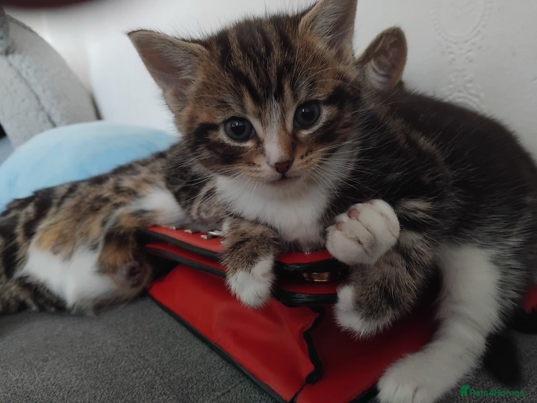 Mixed Breed cats for sale: Tabby boy - Image 2