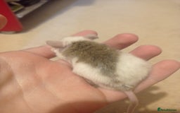Mouse rodents for sale: Baby African Soft Fur mice - Image 11