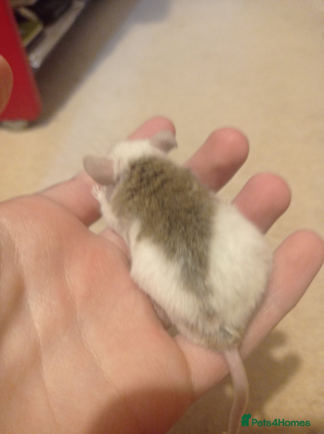 Mouse rodents for sale: Baby African Soft Fur mice - Image 11