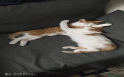 Mixed Breed cats for sale: Two lovely boys looking for their forever homes  - Image 5
