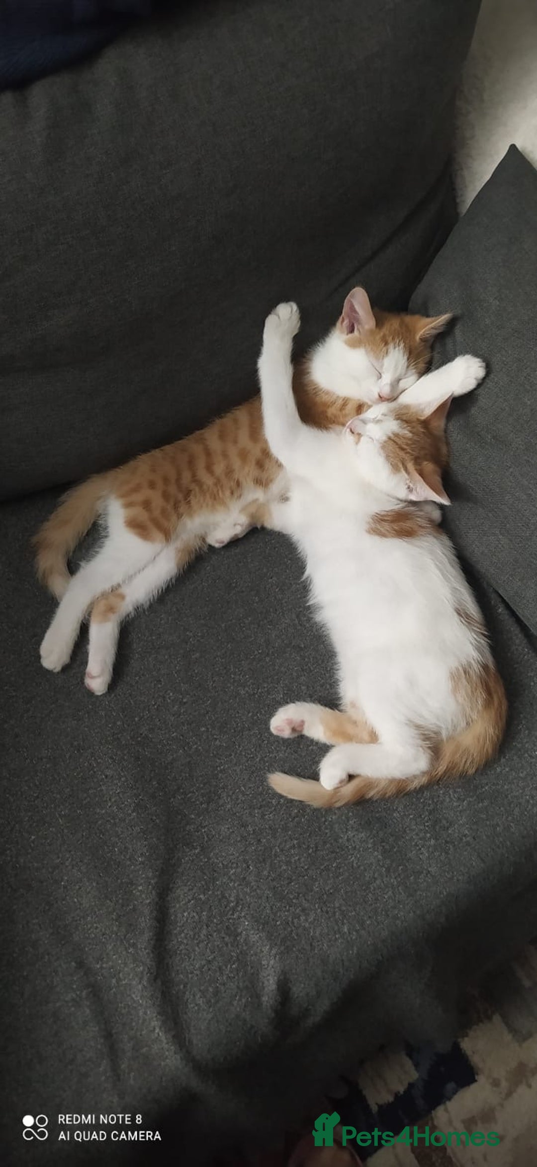 Mixed Breed cats for sale: Two lovely boys looking for their forever homes  - Image 5