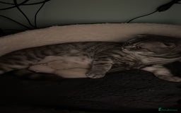 Scottish Fold cats for sale: British Shorthair and Scottish Fold - Image 27