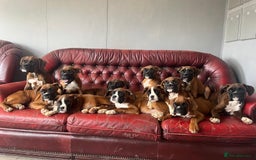 Boxer dogs for sale: 🐾 KC registered Boxer puppies 🐾  - Image 5