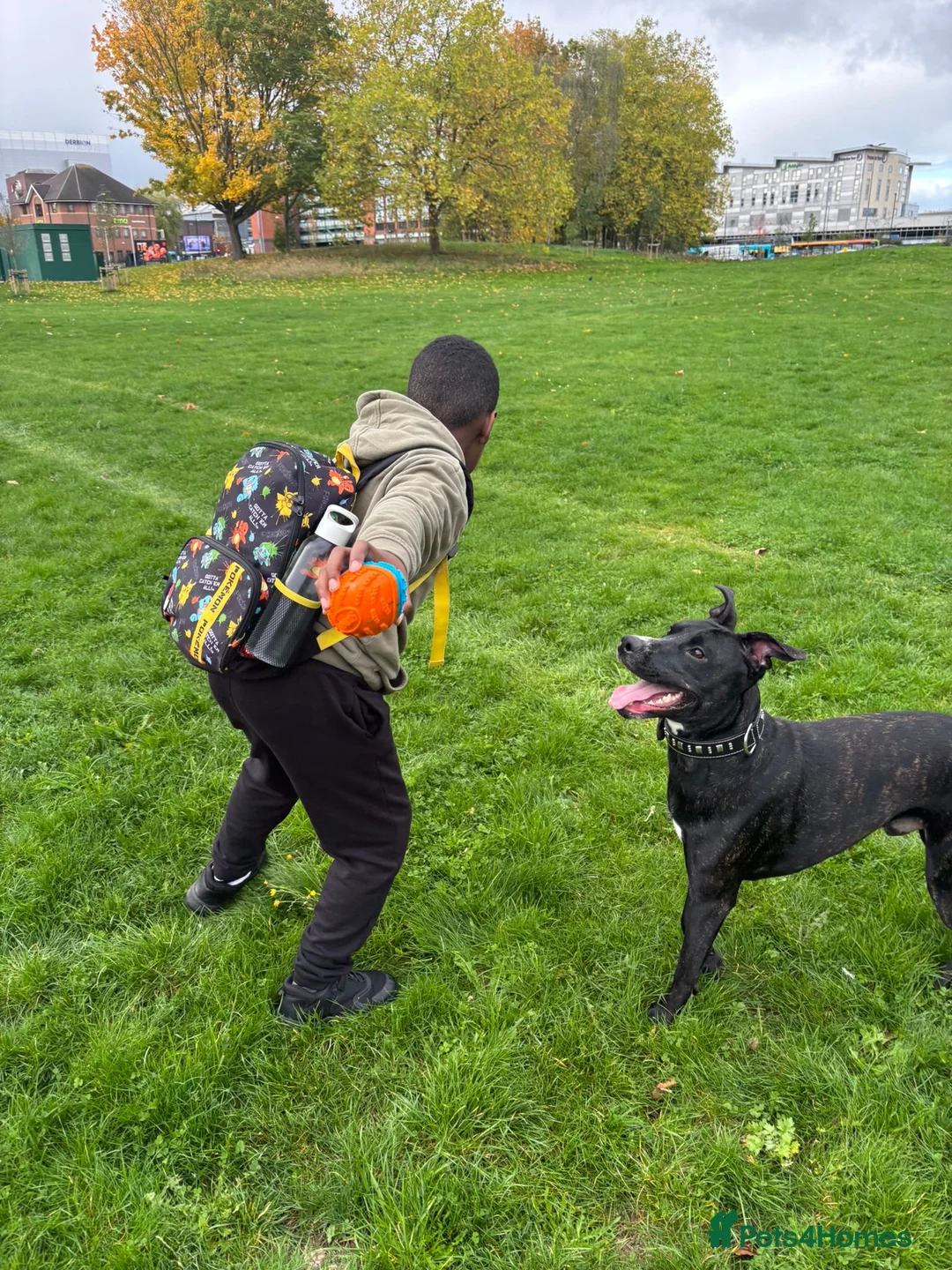 Mixed Breed dogs for adoption: Do perfect dogs exist? YES, they do:💙LOKI💙 - Advert 6