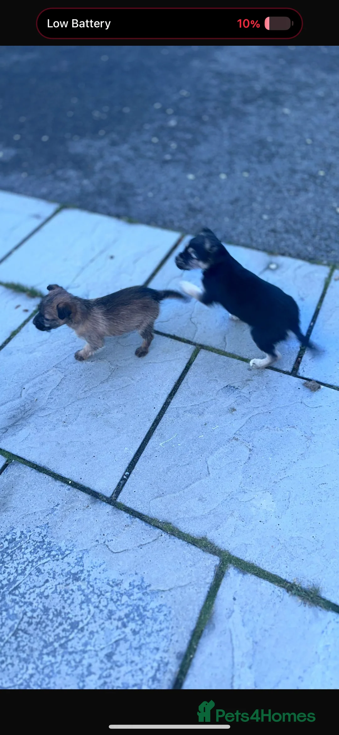 Shih Tzu dogs for sale: Beautiful puppies for sale  - Advert 3