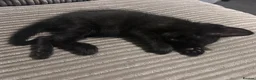 Mixed Breed cats for sale: 2 little girl kittens in Spalding - Advert 6
