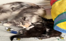 Maine Coon cats for sale: Stunning mainecoon kittens for sale.  - Image 9