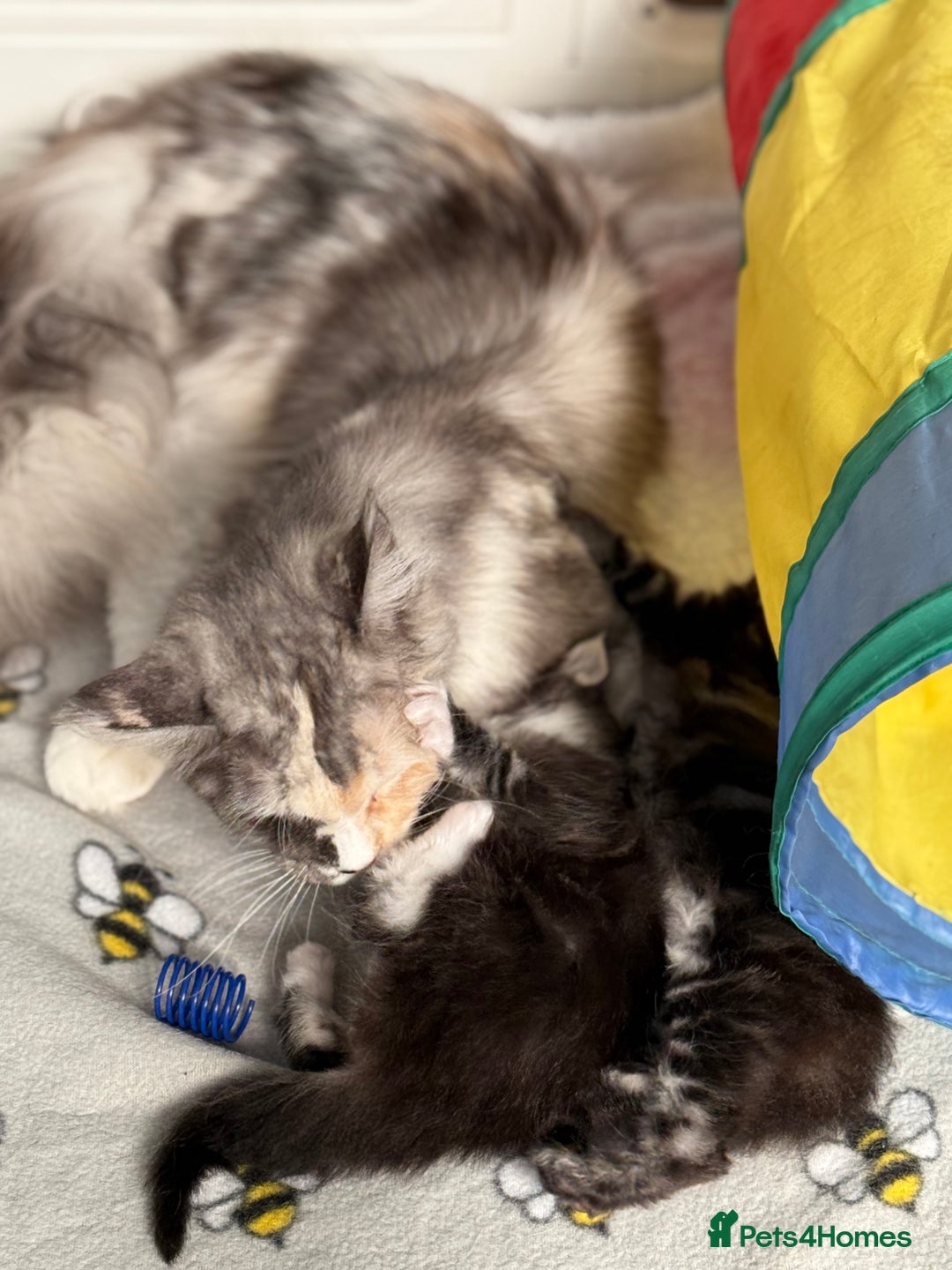 Maine Coon cats for sale: Stunning mainecoon kittens for sale.  - Image 9