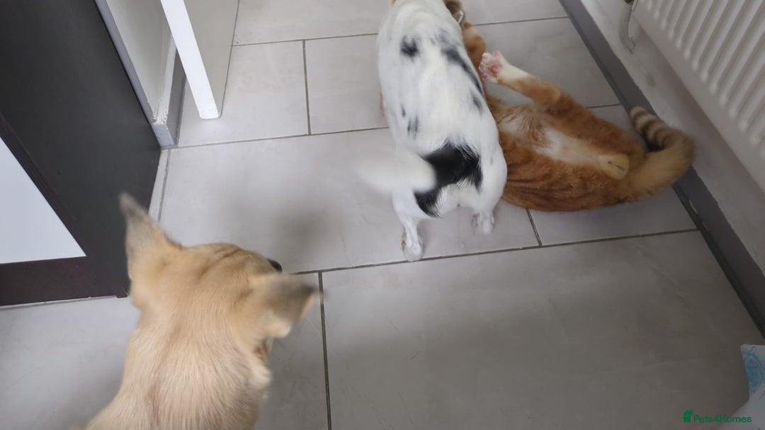 Chorkie dogs for sale: Gorgeous, little chorkie girl  - Image 3