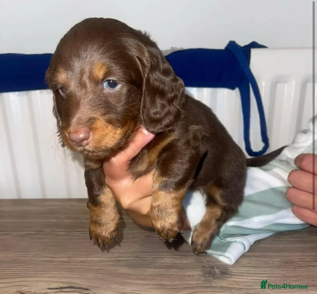 Miniature Dachshund dogs for stud: long haired miniature dachshund in Sunderland - Advert 13