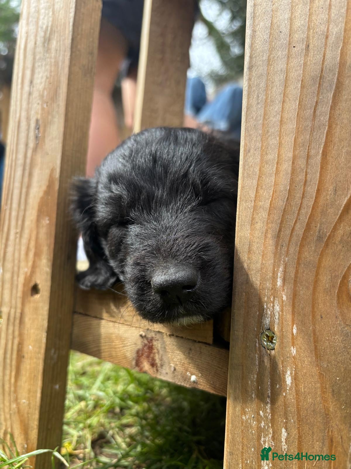 Mixed Breed dogs Beautiful Huntadoodles - Advert 2