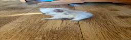 Ragdoll cats for sale: Beautiful Pure Ragdoll kittens - Advert 30