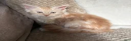 Maine Coon cats for sale: GCCF Maine coon male in March - Advert 5