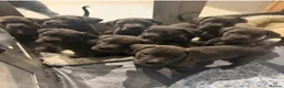 Cane Corso dogs for sale: Cane corso puppies £900 in Colchester - Advert 3