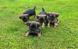 Border Terrier dogs for sale: Border terrier  - Image 8