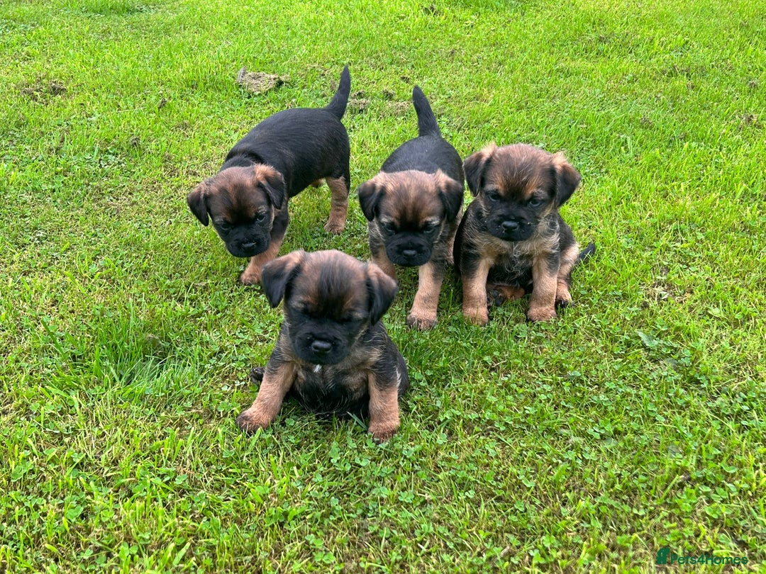 Border Terrier dogs for sale: Border terrier  - Image 8
