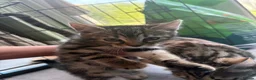 Bengal cats for sale: Bengal kittens  - Advert 5