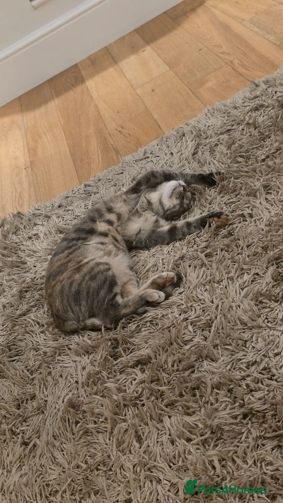 British Shorthair cats for sale: Lovely Female Cat For Sale  - Advert 5