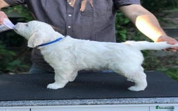 Golden Retriever dogs for sale: STUNNING GOLDEN RETRIEVER PUPPIES - Image 2