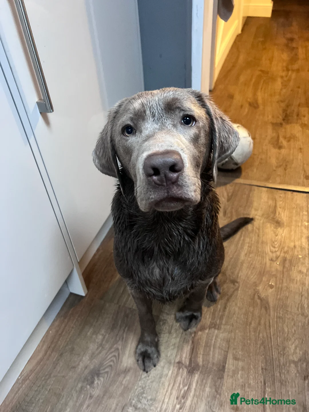 Labrador Retriever dogs for stud: STUNNING SILVER LABRADOR AVAILABLE FOR STUD - Advert 17