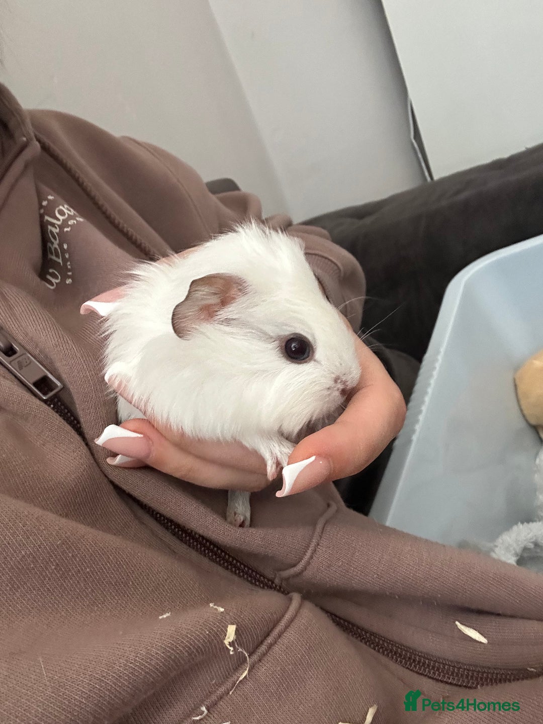 Guinea Pig rodents for sale: Baby guinea pigs  - Image 3