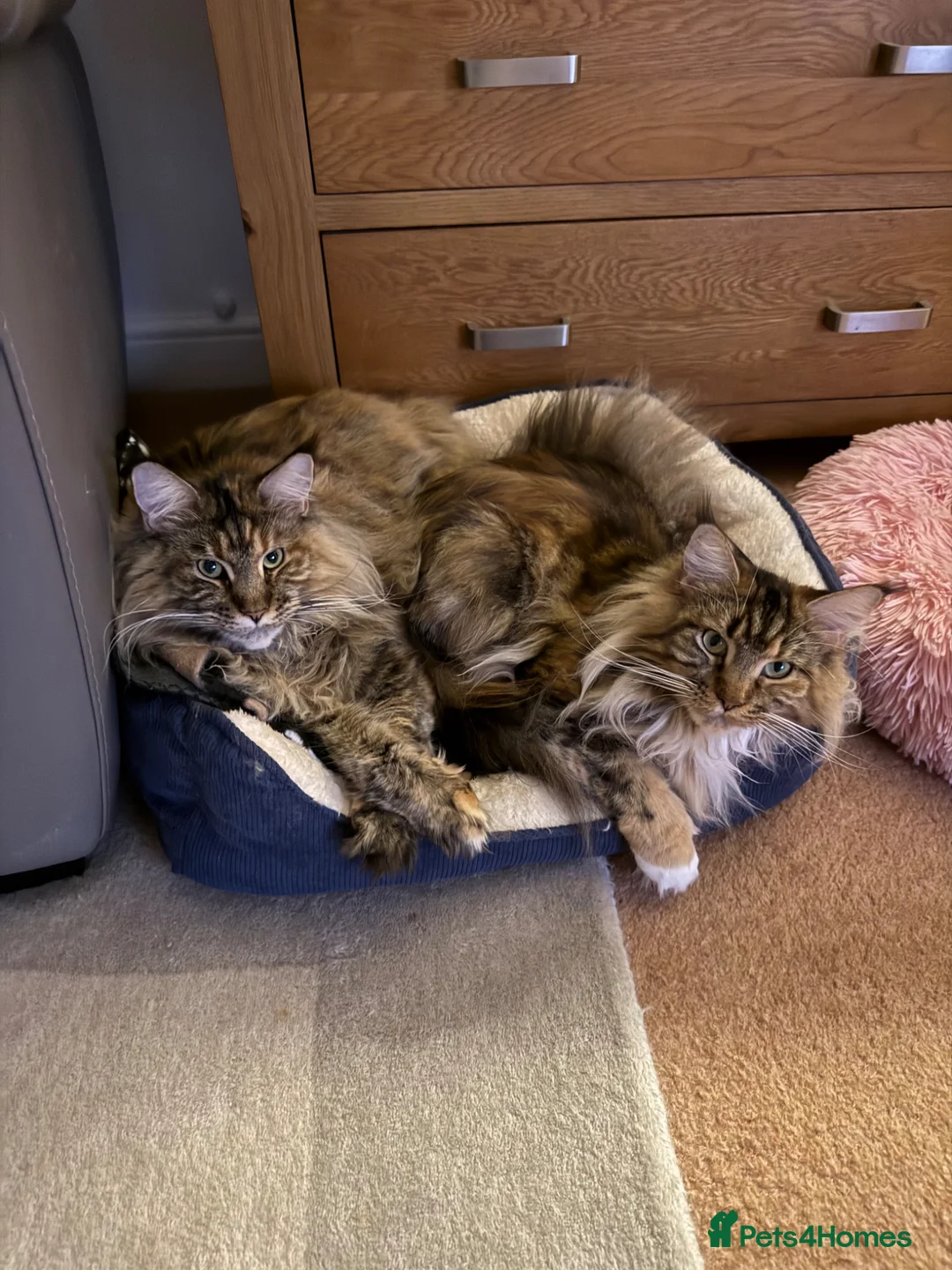 Maine Coon cats for sale: Tess, unregistered pedigree Maine coon in Southampton - Advert 2