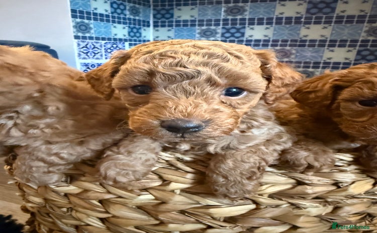 Cavapoo dogs - Advert 15
