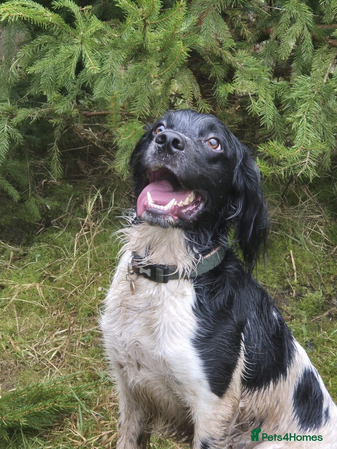 English Springer Spaniel dogs for stud: Stud: Proven KC reg, English Springer Spaniel in Tidworth - Advert 3