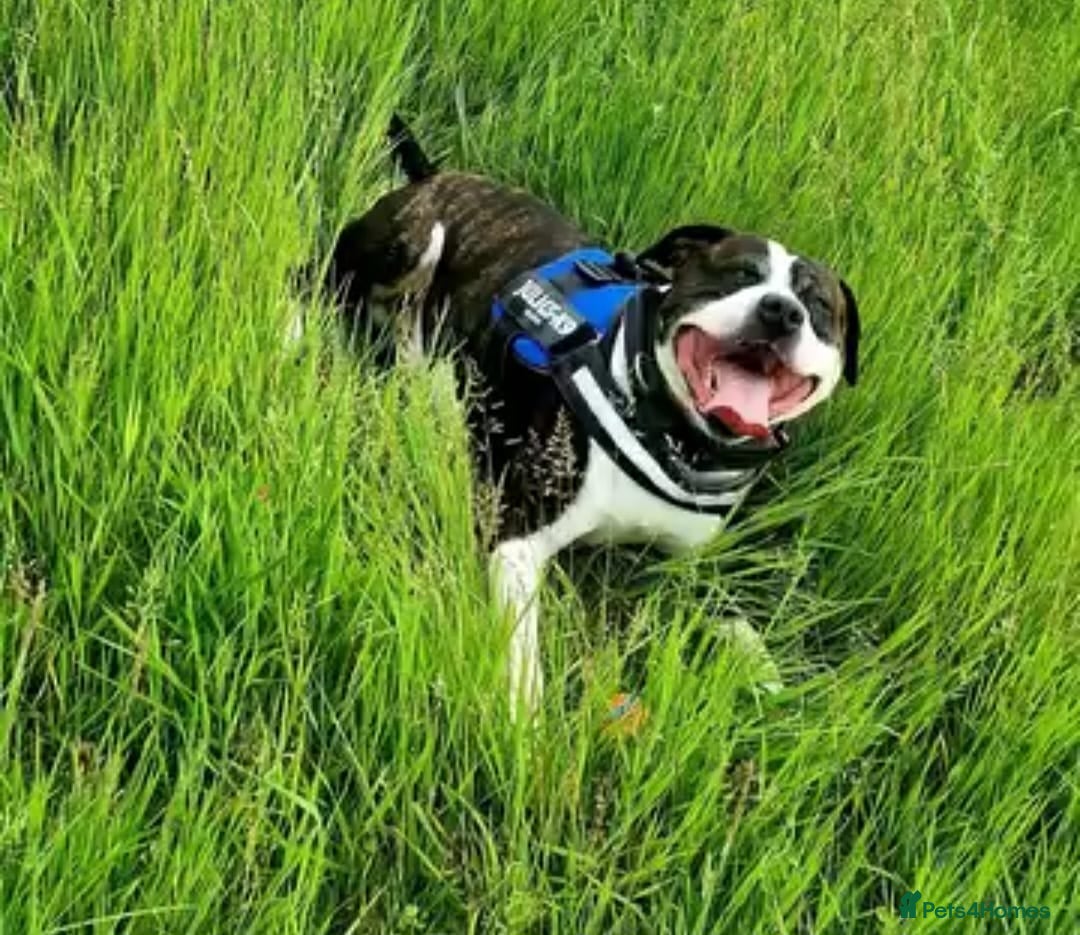 American Bull Staffy dogs for stud: Dog for stud  - Image 4