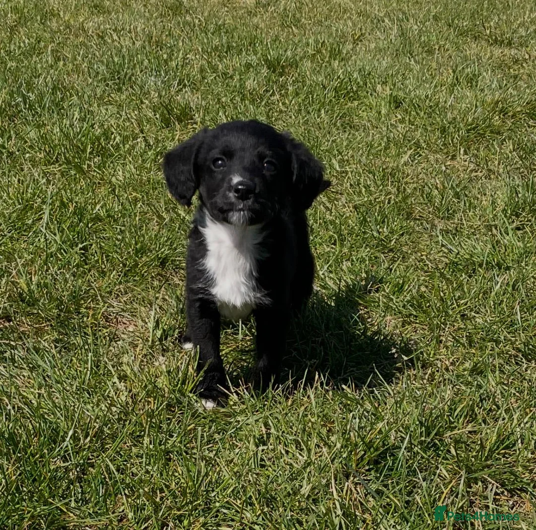 Sprocker dogs for sale: Adorable cute sprocker puppy  in Dagenham - Advert 2