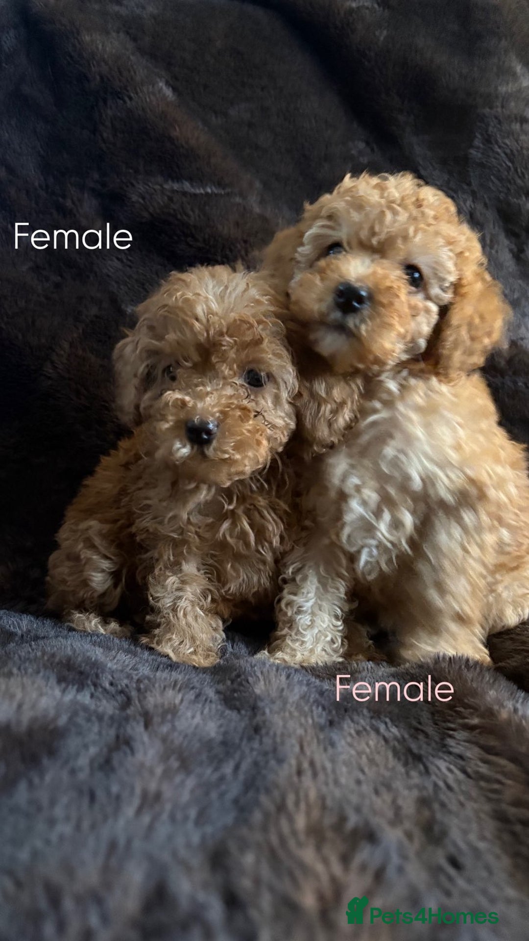Cavapoo dogs for sale: One stunning red cavapoo male  - Image 8