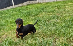 Miniature Dachshund dogs for sale: Loving, Happy Girl looking for loving home  - Image 6