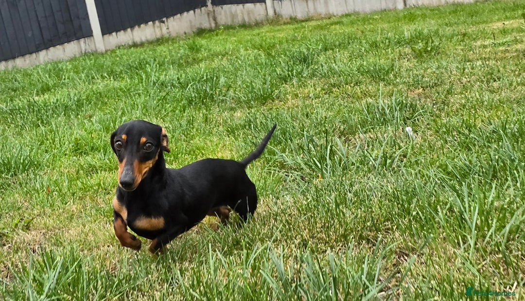 Miniature Dachshund dogs for sale: Loving, Happy Girl looking for loving home  - Image 6