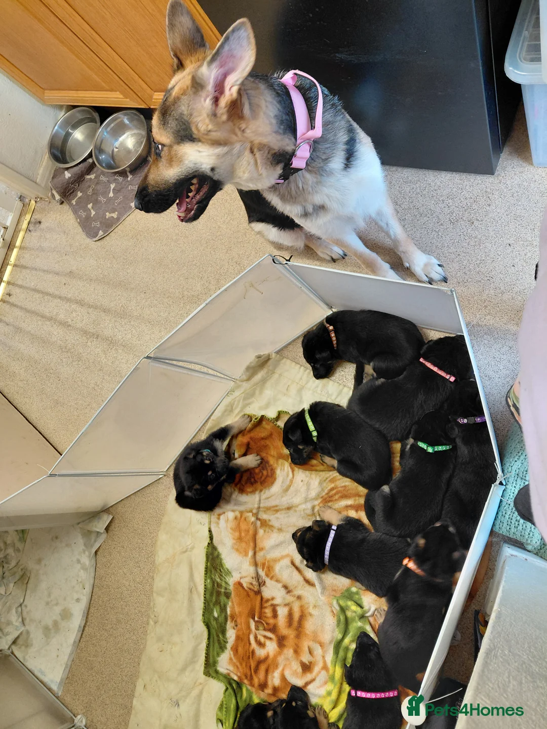 German Shepherd dogs for sale: Beautiful German shepard puppies - Advert 15