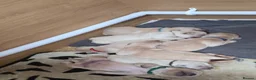 Golden Retriever dogs for sale: 5* Golden Retriver puppies in Wisbech - Advert 3
