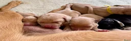 Labrador Retriever dogs for sale: KC Registered Labrador Puppies Red & Black in Bristol - Advert 13