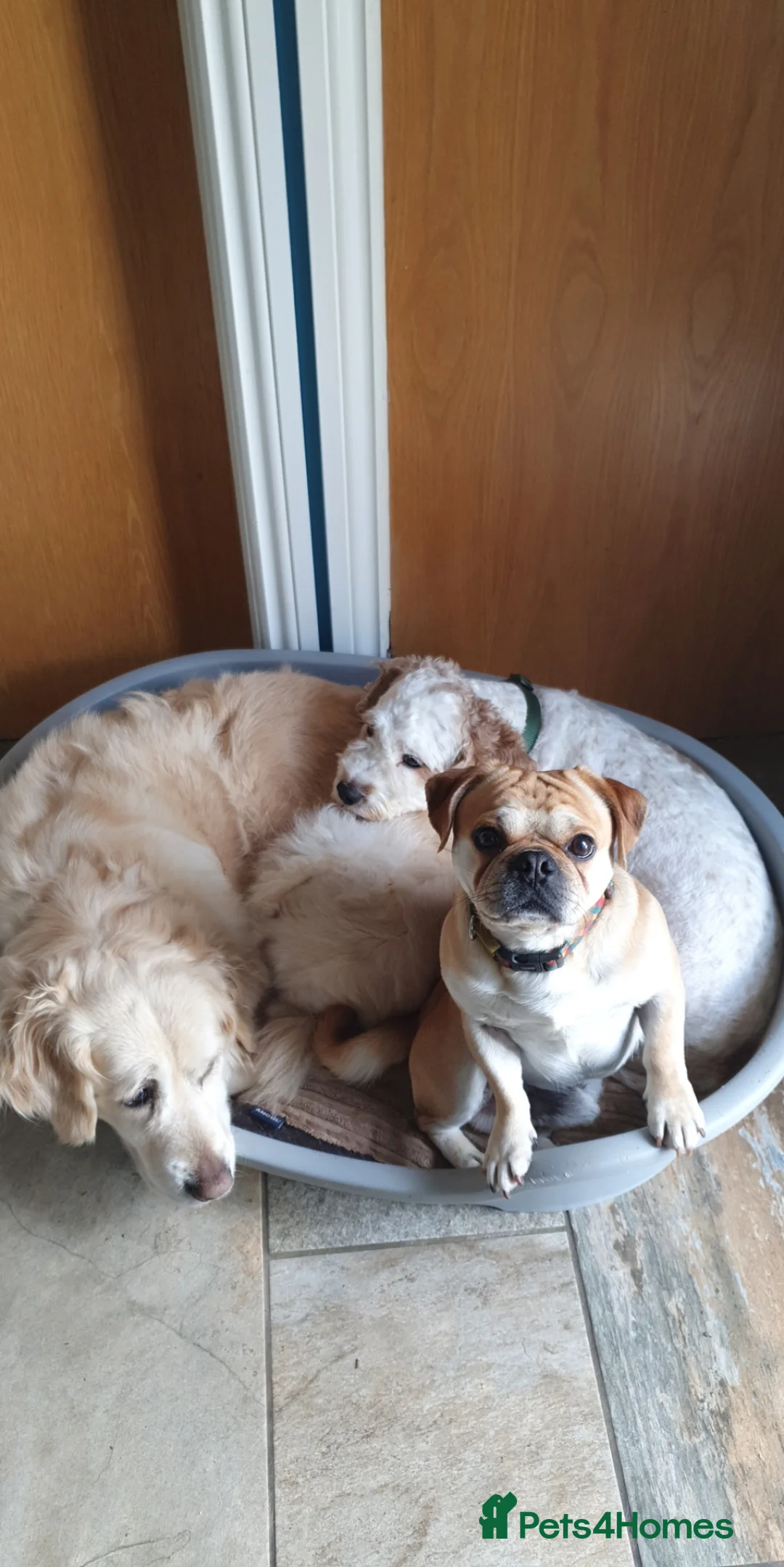 Mixed Breed dogs for sale: Pug cross looking for home - Advert 4