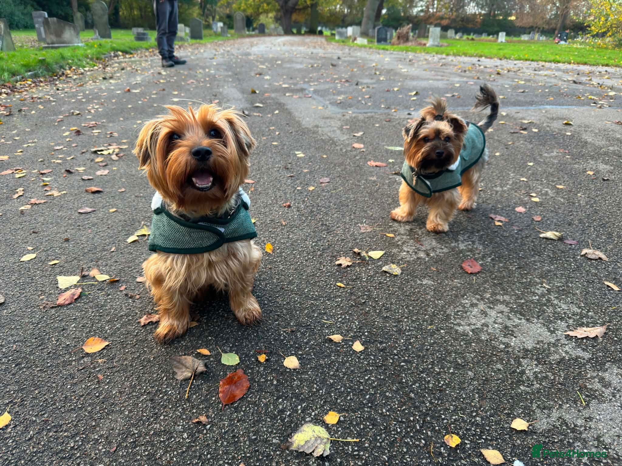 Yorkshire Terrier dogs Yorkshire terriers puppies looking for homes - Advert 2