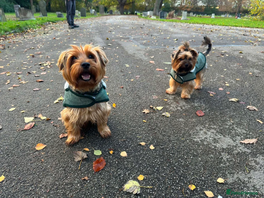 Yorkshire Terrier dogs for sale: Yorkshire terriers puppies looking for homes - Advert 2