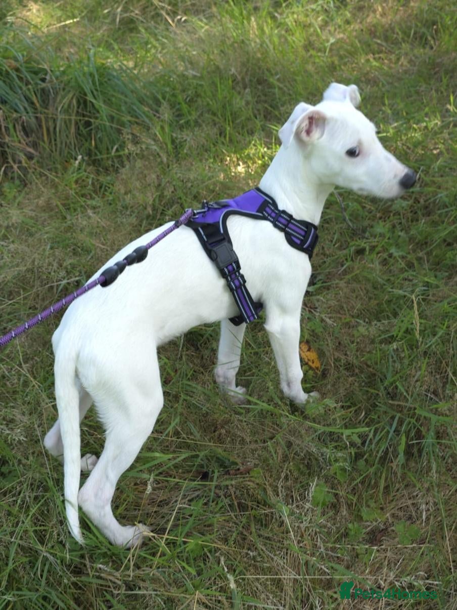 Lurcher dogs Beautiful Lurcher pups - Advert 17