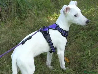 Lurcher dogs Beautiful Lurcher pups - Advert 17